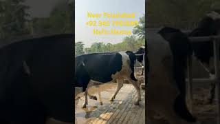 Heifers available #cow #dairycalves #dairyfarming #milklinescows #farming