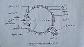 মানব চক্ষুর লম্বচ্ছেদ ও বিভিন্ন অংশ || Human Eye Diagram || Jasmina || Class X