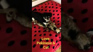 Love: Pekinese & Cat 18+