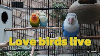 Lovebirds Fischers and Lovebirds Personata, blue parrot, Daily routine, Blue Love Bird- OCT 2024