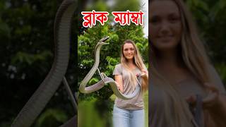 ভয়ংকর বিষধর সাপ ব্লাক ম্যাম্বা Black Mamba Snake #snake #blackmamba #snakevideo #সাপ