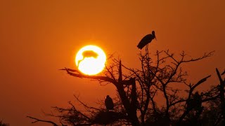 Sunset /Magical Bharatpur/Keoladeo National Park, Rajasthan /Relaxing Nature video  #relaxingmusic