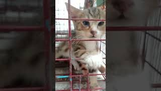 kucing termahal di dunia 😽 kucing para sultan #shorts kucing lucu imut gemesin