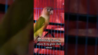 Introducing Pineapple conure to my green cheek conure |sitting up pair for Paco|#Shorts