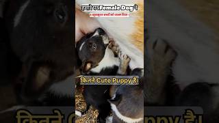 मां | Maa (female dog) #milkfeeding #dog #doglover   #puppy #puppylife  #viral #short #shorts #yt