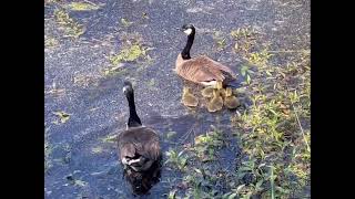 Make Way for Goslings