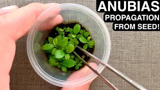 Anubias Propagation from Seed (Rare) | DIY Emersed Aquatic Plant Farm!