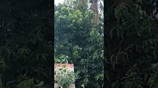 Shivery Monsoon rains at Maraimalai Nagar| Slow motion video |