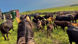 Day In The Life Of South Dakota Rancher!