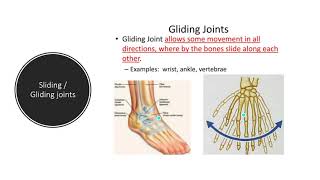 13C/D Voice over of the Musculoskeletal system Ppt OCR CTECH in HSC