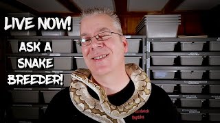 Live Now!  Ask A Ball Python Breeder!  Ask Me Anything!