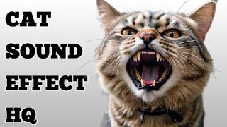 Cat Sound Effect | Cats Meowing Sound effect