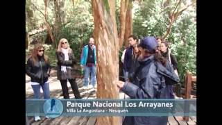 NEUQUEN, BOSQUE ARRAYANES, VISITA DE ARGENTINA X ARGENTINOS