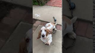 My Basset Hound dog Vincent waving “Hello.”