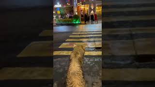 smart DOGS in Armenia