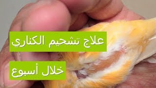 علاج تشحيم الكناري خلال أسبوع