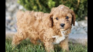 Cavapoo Puppies for Sale