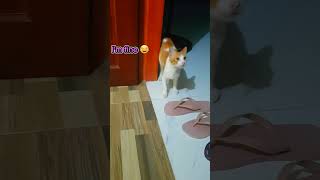 Funny cat😂 entertaining himself🤗  #cat #funnycat #shorts #shortsvideo