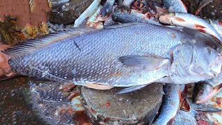 Big Fish Cutting With knife, Fisherman Cutting Fish Skills At Fish Market