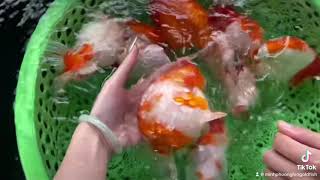 Hybrid Thái Lan - Len Goldfish sở hữu