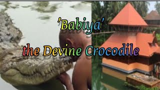 'ബബിയ' ഇനി ഓർമ്മയിൽ തുടരും||Babiya the Devine Crocodile||