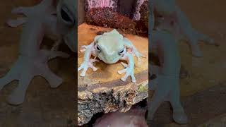 Watch till the end for a happy frog face!