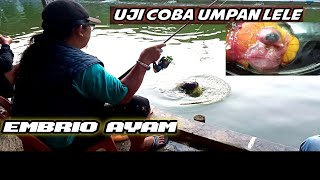 EMBRIO AYAM || umpan galatama lele yang sempat firal...