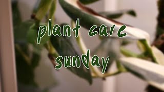 HOUSEPLANT CARE DAY | no talking, watering, propagating