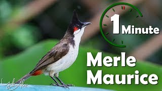 Une minute pour un oiseau : le merle maurice (Bulbul orphée) - Yabalex