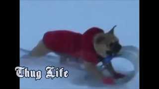 Dawg stealing sled (thug life)