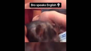 guy pranks his pet rat, rat speaks english, funny tiktok memes