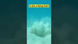 Flying fish?Stingray in ocean.#seaanimals #seacreatures #underwater #stingray #snorkeling #sealife