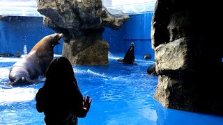 《鳥羽水族館》　年末の水槽大掃除　「海獣の王国」＆「ペンギン水槽」編