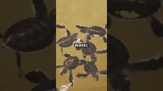 The Epic Journey of Green Sea Turtles 🐢!!! #shortsvideo   #viralshorts #reels #trending