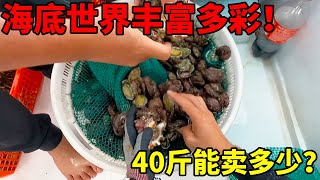 40斤海货能卖多少？个顶个的大只啊