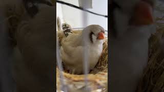 Zebra finch