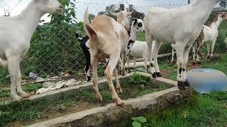 CG Agro Goat Farm Ambikapur Chhattisgarh mo 8319430051-9713876186