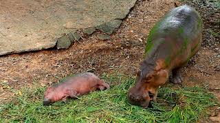 Cute and Adorable Baby Hippopotamus Calf Wakes Up Playfully as Mother Hippo Grazes Nearby