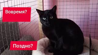 ВОВРЕМЯ или ПОЗДНО?! Истории: Багира😍 🐱