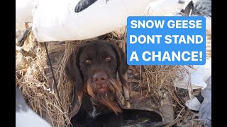 IT'S RAINING SNOW GEESE!