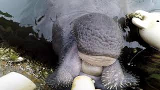 Curious Manatee in Florida | GoPro