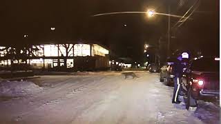 Cougar Caught on RCMP VICS Camera / Cougar pris à la caméra VICS de la GRC de Banff