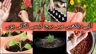 My seedling update| 100% |میرے لگائے ہوے سارے بیج لگ گئے ھیں| دیکھیں اس وڈیو میں