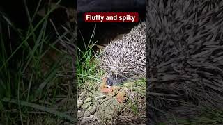 Arici - The Northern white-breasted hedgehog - Erinaceus romanicus #wildlife #nature #moldova