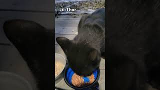 Lil Thor! #cat #kitty #straycats #straycatvideos #blackcat #blackkitty #catlover #coolcat #kittycat