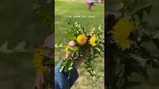 Dandelions make fantastic Chicken Treats