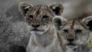 A Vida Selvagem dos Leões do Serengeti