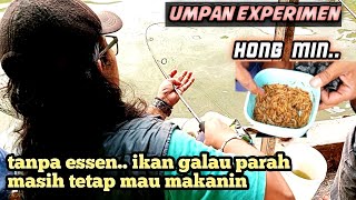 UMPAN LELE ||experimen terbaru yang laen belum ada ini.. hong min