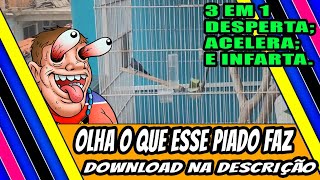 ATIVANDO O TIZIU AO VIVO COM ESSE PIADO. BAIXE AGORA