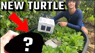 I Bought a GIANT TURTLE for My TURTLE POND!?